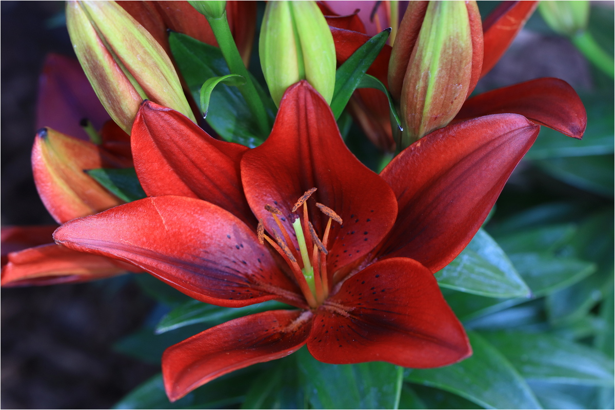 DeCristofaro Janet Red Asiatic Lily Nature   Botanical   Class B 20260225